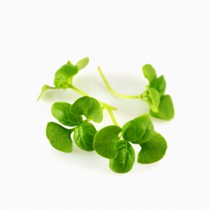 bazalka genovese1